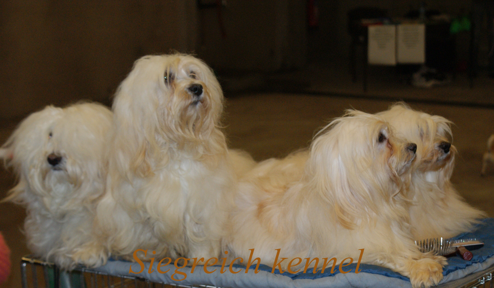 Bichon Havanese Siegreich kennel